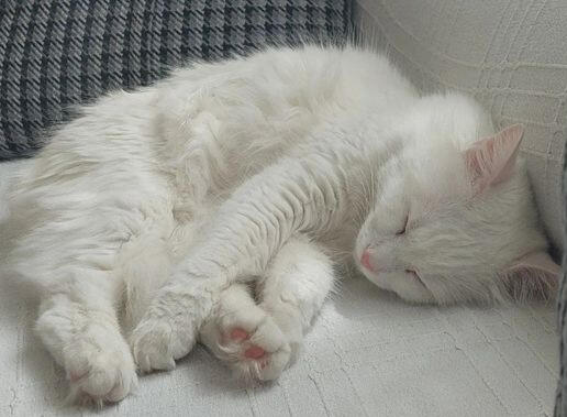 Dormir